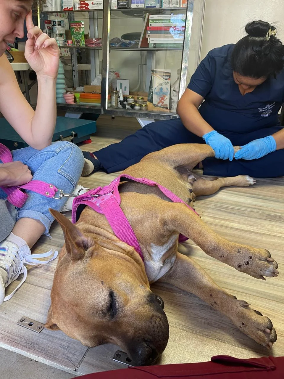 Atención veterinaria a domicilio
