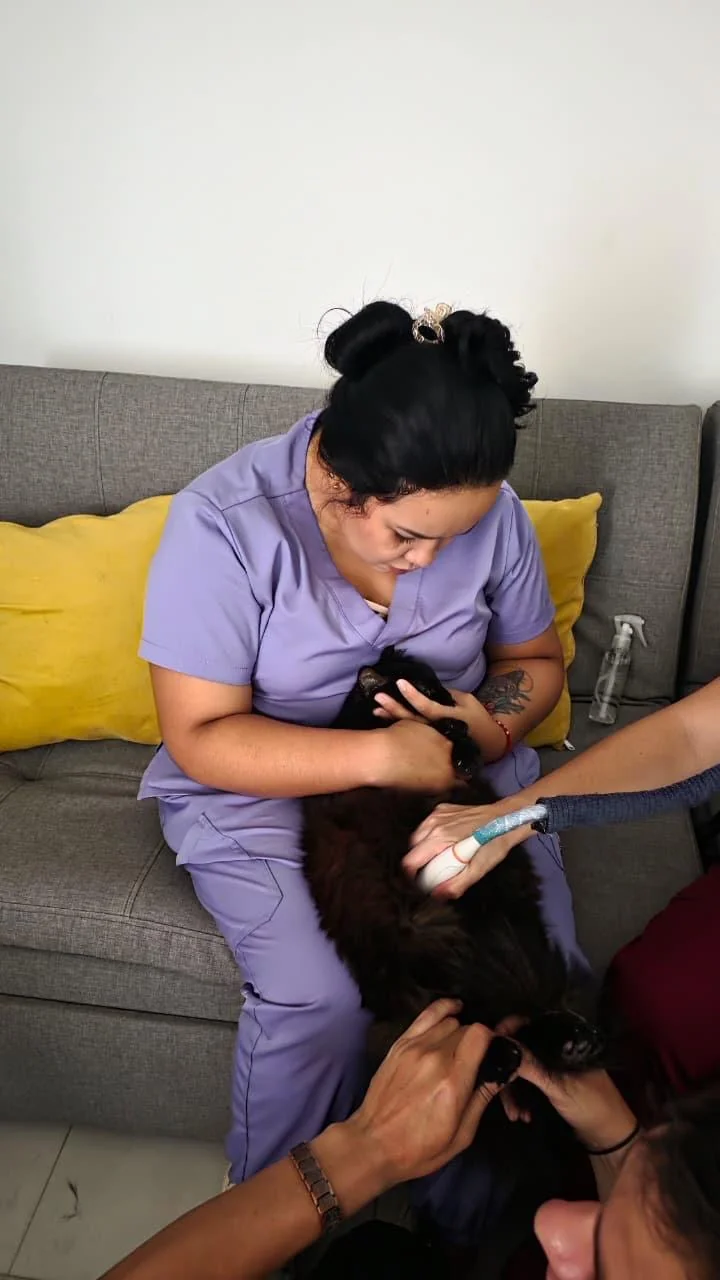 Consulta veterinaria a domicilio